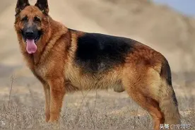 盘点在犬中智商排在第三的德国牧羊犬，背部被毛黑色，人称黑背图片