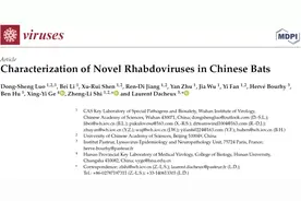 Viruses：石正丽课题组在中国蝙蝠种群中发现新型弹状病毒图片