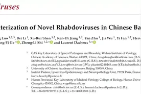 Viruses：石正丽课题组在中国蝙蝠种群中发现新型弹状病毒图片