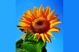 观赏向日葵及常见品种介绍图片