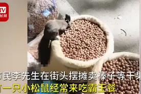 松鼠带同伴到干果摊吃霸王餐，从容淡定的样子太萌了图片