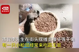 松鼠带同伴到干果摊吃霸王餐，从容淡定的样子太萌了图片
