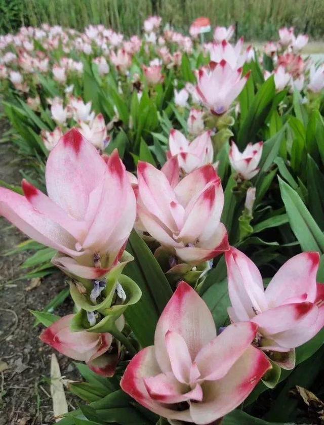 贝拉小蜜蜂草本身体乳