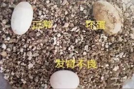 影响龟卵孵化的主要因素【金钱龟种龟孵化】图片