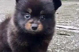 15年，农村大爷山里捡回一条黑狗，两年后却发现是只熊，含泪报警图片