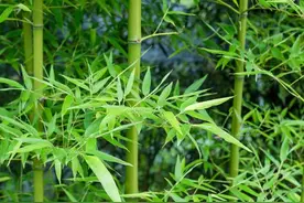 每日中药——淡竹叶、竹叶图片