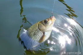 夏季钓鲤鱼不上钩？红薯饵料这样制作，大鲤鱼马上开口图片