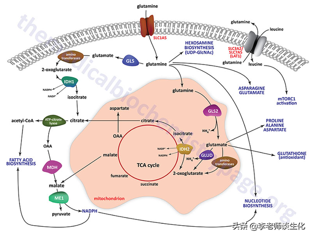 姘ㄥ熀閰哥殑鍚堟垚涓庡繀闇€姘ㄥ熀閰革紙涓€锛? onerror=