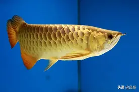 一旦拥有，别无所求！收藏级的龙鱼，漂亮到挪不开眼图片