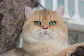 金渐层猫是英短里的土豪金，3款常见色，哪一款让你“更爱”？图片