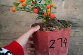 美丽的金豆盆栽，单杆造型图片