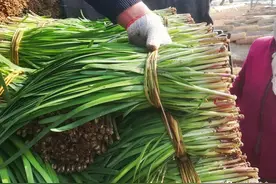 买韭菜，分清“紫根”与“白根”，口感和味道差别大，搞清楚再买图片
