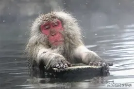 残忍一幕：日本猕猴社会等级森严，上等猴泡温泉，下等猴喝西北风图片