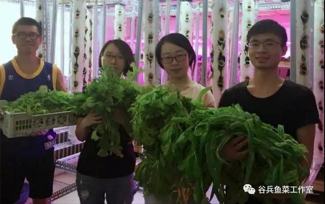 鱼菜共生植物缺素新认知 汇总