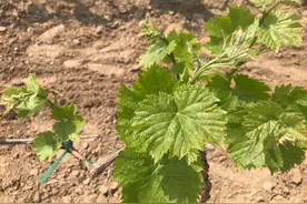 葡萄落花落果？果农33年经验：3种措施搞定4个时期疏花疏果图片