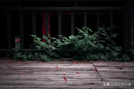 如果下辈子我还记得你（50）图片