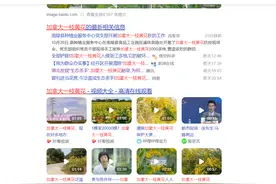 加拿大一枝黄花：我国当成“生态杀手”，为啥成为国外香饽饽？图片