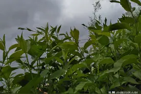 雨前拍摄风景图片
