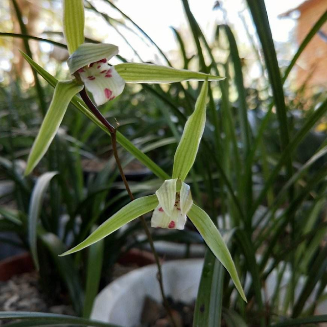 兰花,多肉其实很好养,新手掌握"共通4要素",10盆可保8盆