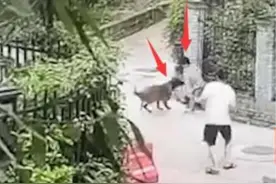 遛狗不栓绳，长沙一小孩被烈性犬咬伤，主人：我家狗从不咬人图片