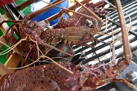 澳人疯抢半价龙虾！每人限购4只仍供不应求，渔民乐坏了图片