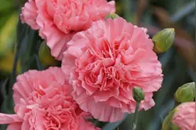 康乃馨开的花为什么那么小图片