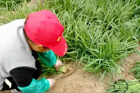 买韭菜，分清“宽叶”和“细叶”，口感差别大，弄懂再买不被忽悠图片
