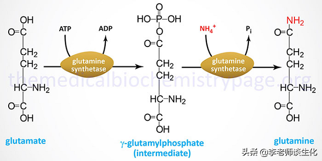 姘ㄥ熀閰哥殑鍚堟垚涓庡繀闇€姘ㄥ熀閰革紙涓€锛? onerror=