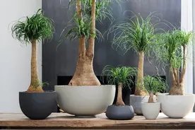 五种花需要用“大盆”养，不仅长得快，还能多开花，可别用错了图片