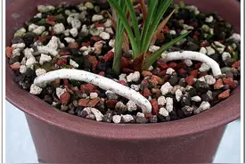 兰根往盆面长，不采取措施，很容易空根图片