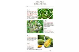 巴旦木树苗山东是否能种植？我国哪些地方适合种巴旦木树？图片