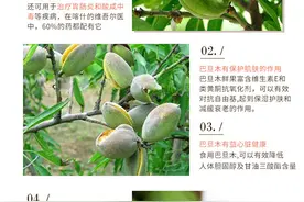 巴旦木树苗山东是否能种植？我国哪些地方适合种巴旦木树？图片