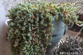 小巧可爱的多肉碧玉莲用什么土栽种好？这里有最简单的配土方式图片