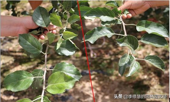 浣犵煡閬撶閽犺悩涔欓吀鍦ㄦ灉鏍戜笂鏈夊暐浣滅敤鍚楋紵