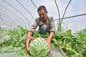 老瓜农：西瓜有公母之分，母的才甘甜好吃！牢记4点，一挑一个准图片