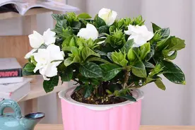 12月花市买栀子花，掌握浇水技巧，才能叶绿根壮，满头花苞全开图片