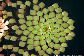 大自然的鬼斧神工：植物和斐波那契数列图片