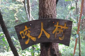 漆树是公认的“咬人树”，若没有亲身经历过，不会知道它有多恐怖图片