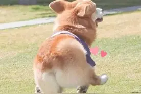 养一只柯基吧！那你就拥有了挖掘基、扫地基、洗衣基等8只基图片