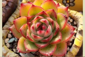 岁月不居，时节如流，又是一年春去夏深（续）图片
