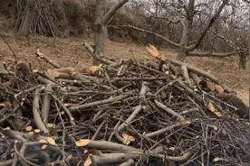 不用动土就能杀死树木，学着做就可以，早解决早方便！图片