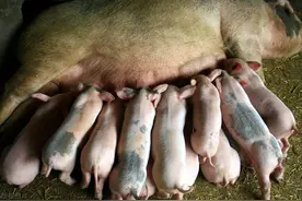 猪价跳水大跌，猪肉跌至15元，“猪肉自由”真来了？4月或涨图片