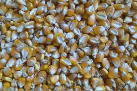 10月27号最新玉米小麦价格图片