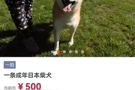 你见过法院拍卖的奇葩东西都有什么？图片