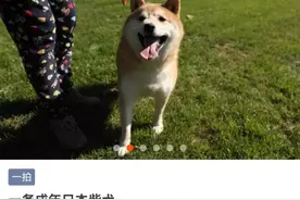 你见过法院拍卖的奇葩东西都有什么？图片