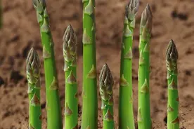 芦笋痛风能吃么？芦笋为什么是孕妇最佳蔬菜，营养师为你分析图片