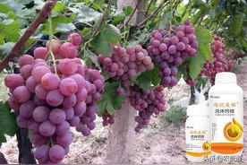 葡萄膨大期着色期，管理抓住这4点，甜度高，果粉厚，着色均匀图片