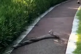 佛山一公园发现两条蛇，相互缠斗拧成麻花形状，疑两雄蛇争夺地盘图片