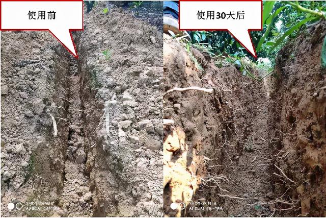 冲施必备，一步到位！这款冲施好搭档，绝对让你效果翻倍