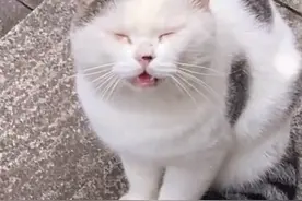 重庆一女孩向流浪猫打招呼，小猫热情回应：没办法，带你回家吧图片